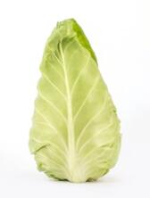 Spitzkohl St&uuml;ck Neue Ernte