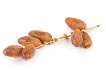 Zweigdatteln Deglet Nour demeter