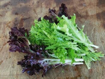 Babyleaf Salat bunt vom Hof