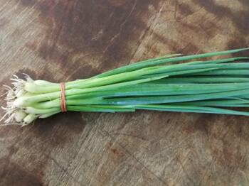 Lauchzwiebeln samenfest