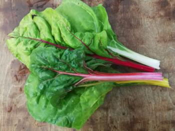 Mangold bunt vom Hof