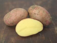 Kartoffeln Laura 12,5kg vom Hof