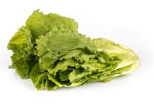 Endiviensalat vom Hof