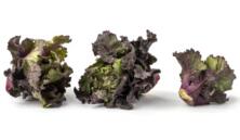 Flower Sprouts vom Hof