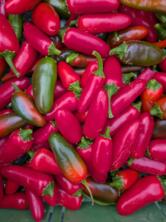 Jalapenos Chili vom Hof