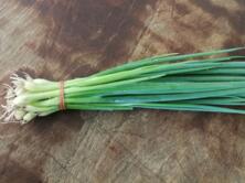 Lauchzwiebeln samenfest