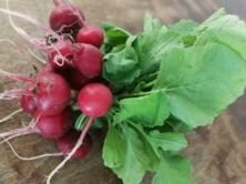 Radieschen vom Hof