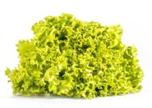 Salat Eichblattsalat gr&uuml;n vom Hof