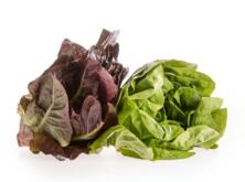 Salat 1 Eichblatt rot/gr&uuml;n vom Hof
