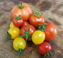 Tomaten Mix vom Hof