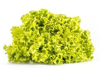 Salat Bataviasalat gr&uuml;n vom Hof