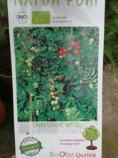 Chinesische Dattelpflanze im Topf