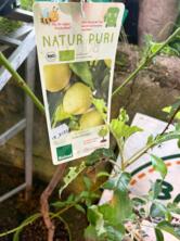 Pfirsichbaum "Honigpfirsich" im Topf