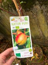 Nektarinenbaum Busch "Fantasia" im Topf