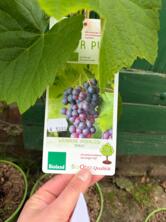 Weinranke "Venus Blau" (kernlos) im Topf