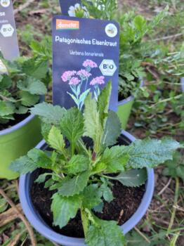 Patagonisches Eisenkraut im Topf