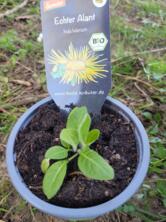 Echter Alant im Topf