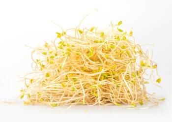 Sprossen Alfalfa 100g
