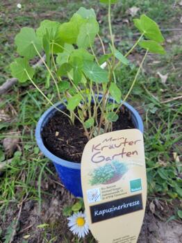 Kapuzinerkresse im Topf