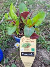 Mangold bunt im Topf