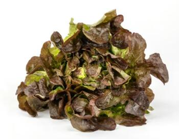 Salat Eichblattsalat gr&uuml;n vom Hof