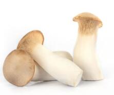 Kräuterseitling lose