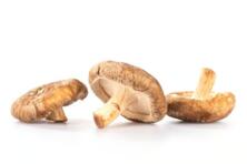 Shiitake lose